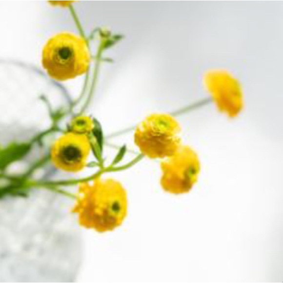 Meet your Posher, ChicPeandHemloc - Picture 1 of 1